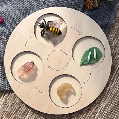 Montessori Wooden Plant Growth Cycle Model: An Educational Toy for Life Science Exploration