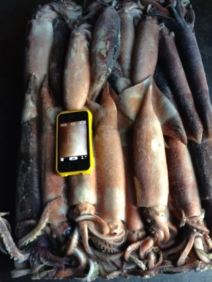 squid jig of todarodes pacificus