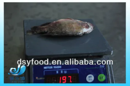 Frozen Black Tilapia