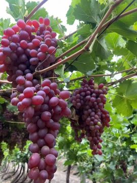 Fresh Seedless Red Globe Table Grapes