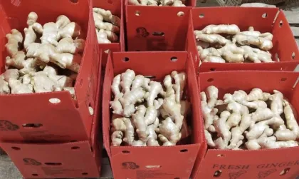 Air Dried Ginger to Russia Market