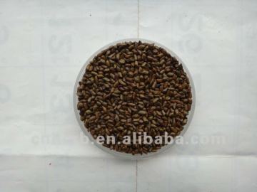 Senna seed,Chinese senna,Sicklepod,Sickle senna,Ketsumeishi,Cassia seed,Sicklesenna seed,Senna obtusifolia,Semen cassiae torae