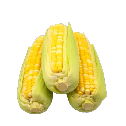 Bicolor Sweet Corn Wholesale Crunchy Fresh Bulk Export