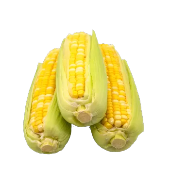 Bicolor Sweet Corn Wholesale Crunchy Fresh Bulk Export