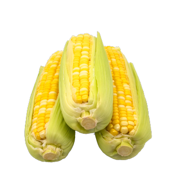 Bicolor Sweet Corn Wholesale Crunchy Fresh Bulk Export