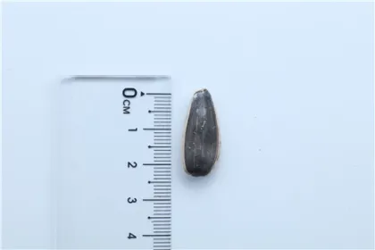 raw material 363 sunflower seeds