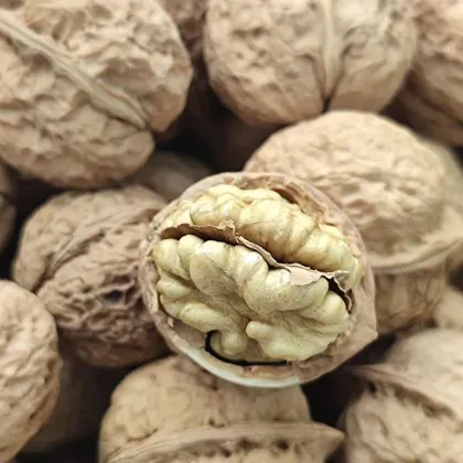 Yunnan Water-Washed Walnut Fruit