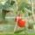 Factory Supply Healthy Nutrition Wholesale Goji