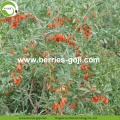 Factory Supply Fruits Dried Lose Weight Goji Berry