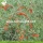 Low Sulphur Nutrition Authentische konventionelle Goji-Beeren