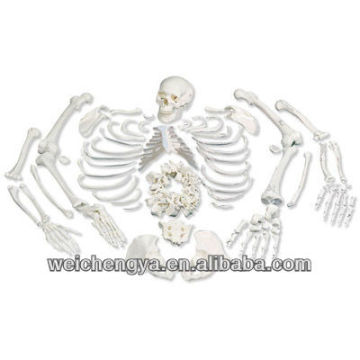 Disarticulated Skeleton With Skull Model