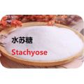 Healthy natural sweetener stachyose