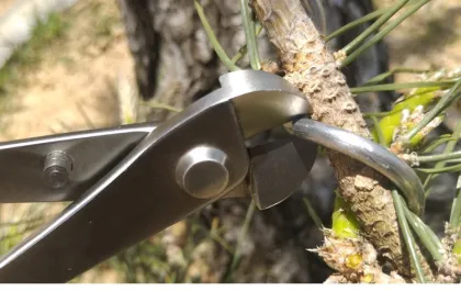 China Factory Cheap Stainless Steel Bonsai Tools Wire Cutters