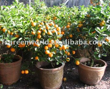 citrus