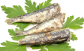 Conservas de pescado de sardina en aceite de girasol