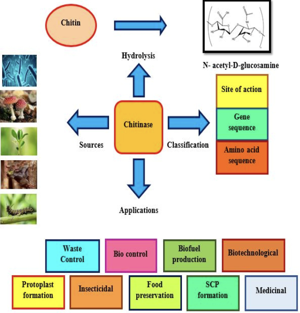 Microbial Chitinase Powder