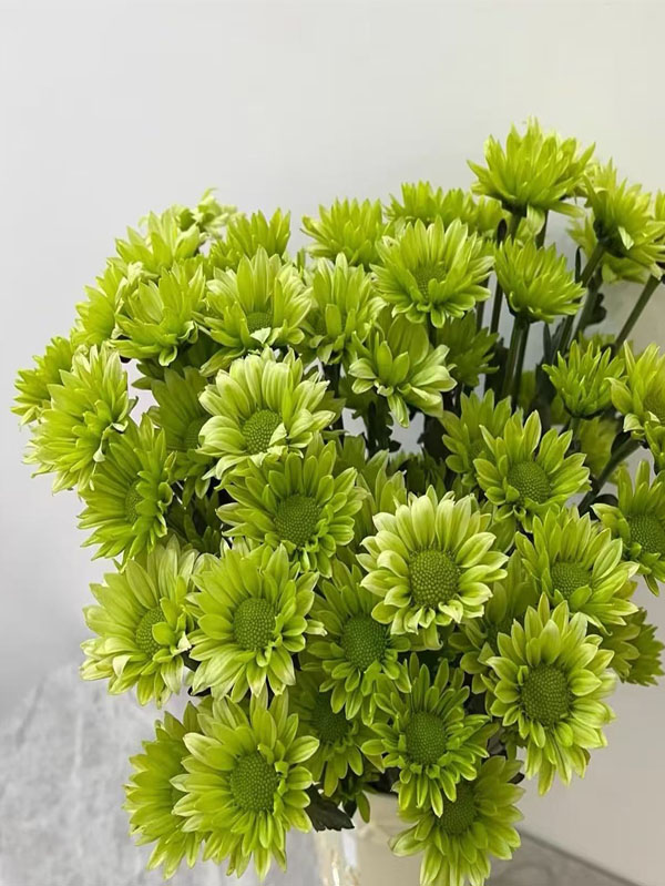 Spray chrysanthemum green elf1