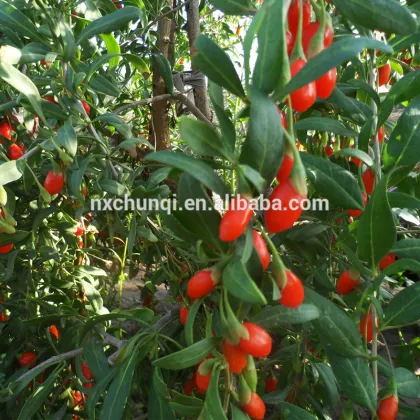 ningxia dried fruit price/wolfberry/bulk gojiberry dried fruit