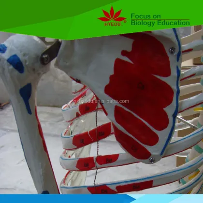Hand-Painted Human Skeleton Model Showing Muscle Origins and Insertions