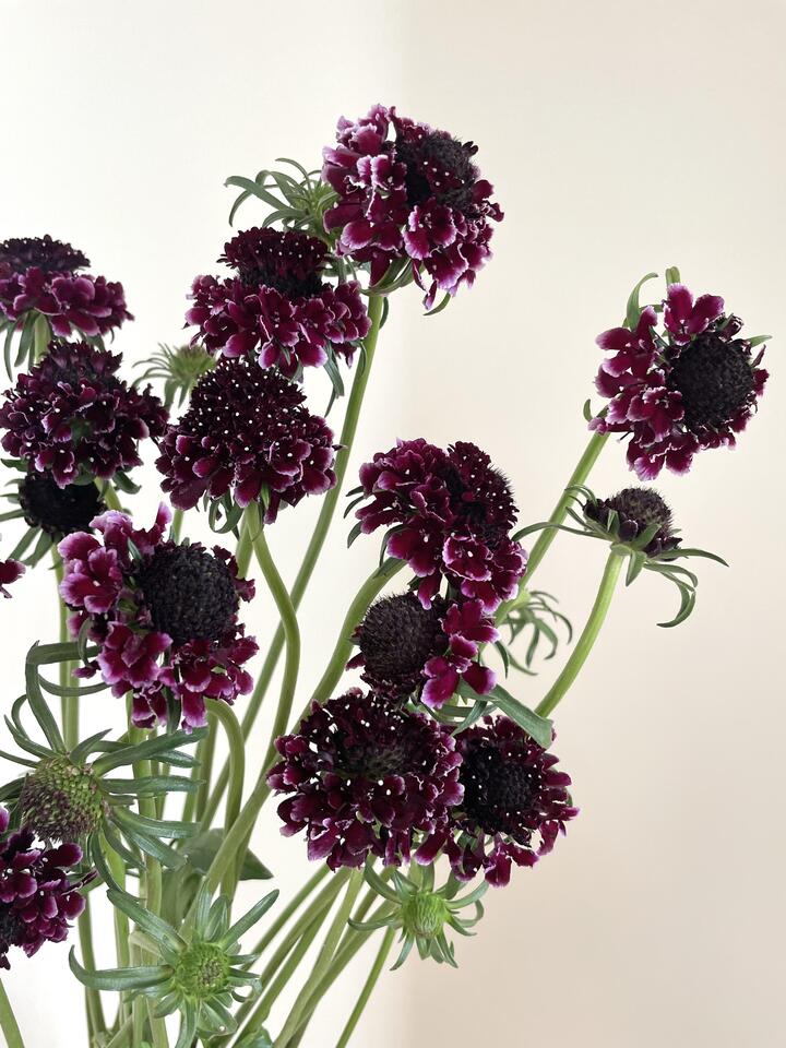 Black-Purple Scabiosa