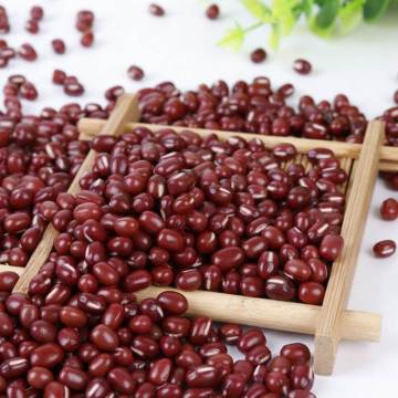 Adzuki Bean for Sale