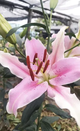 Sorbonne Lily Pink Oriental Lily Single Head Flower