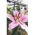 Sorbonne Lily গোলাপী ওরিয়েন্টাল লিলি একক মাথা ফুল