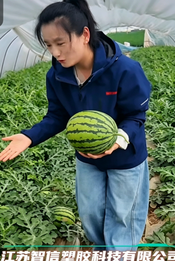 2 watermelon greenhouse film