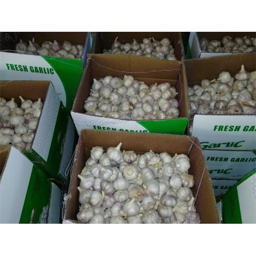 Kaufen Sie Normal White Garlic Crop 2020