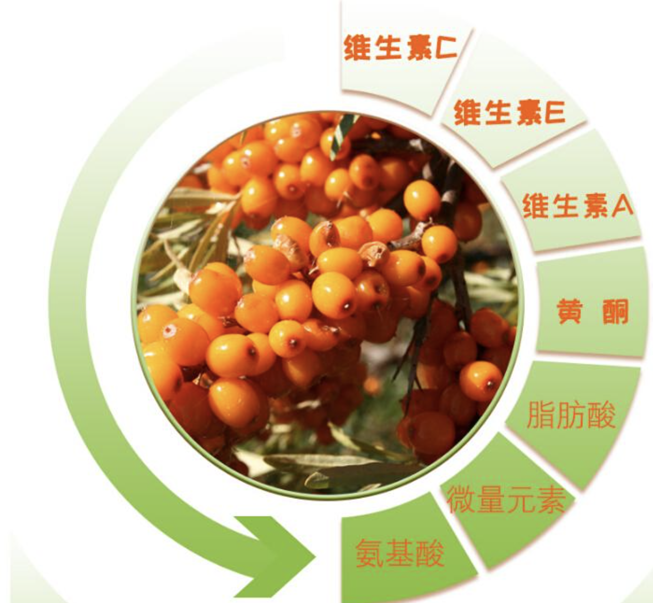 Sea Buckthorn Extract Powder