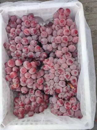 China red grape red globe yunnan grape fresh fruit exporter