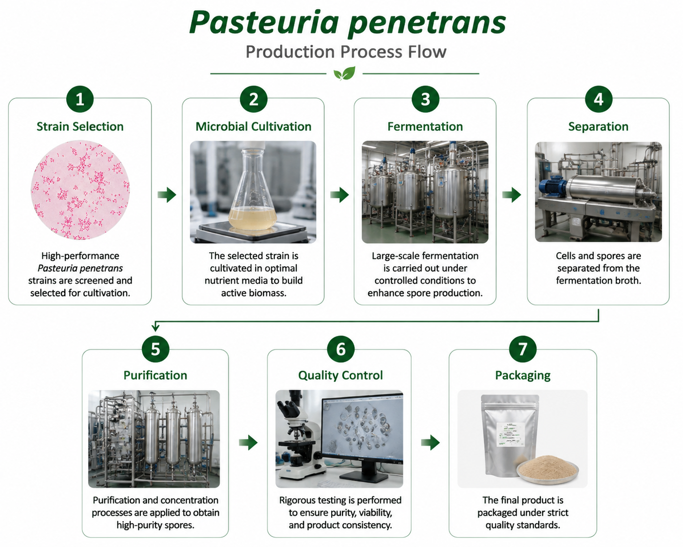 Pasteuria penetrans（1）