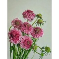 বিবাহের জন্য উচ্চ মানের তাজা কাট গোলাপী Scabiosa