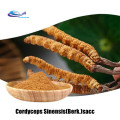 Extrait de mycélium organique Cordyceps 3% Cordycine 10%