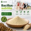 Bacillus subtilis مسحوق بروبيوتيك للزراعة والأعلاف وتربية الأحياء المائية