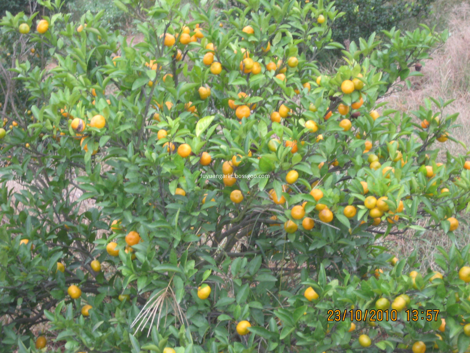 juicy sweet baby mandarin 