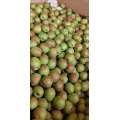 NEW CROP CHINESE PEAR