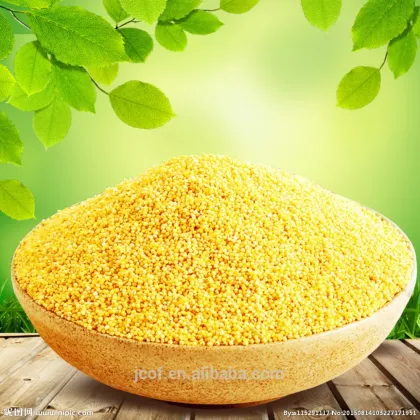 Chinese millet, yellow millet, good quality millet, panicum millet, glutinous or non-glutinous millet(794)