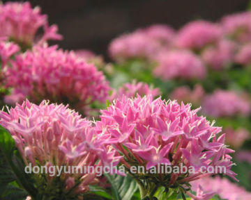 Rhodiola Rosea Extract