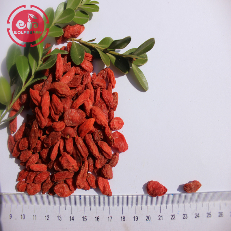 Goji berry rico em polissacarídeos de goji / detaine / zeaxanthine