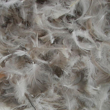 2-4cm grey duck feather, USA, Europe, Japanese standards