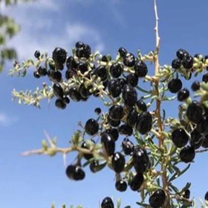 Best Quality Nutrition Goji Chinese Black Berries Wolfberry