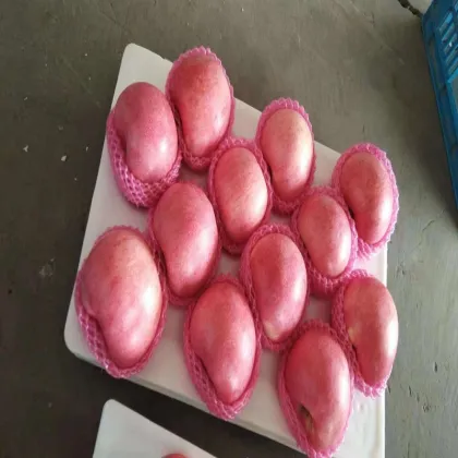 Paper Bagged Sweet Soft Qinguan Apples Fruits