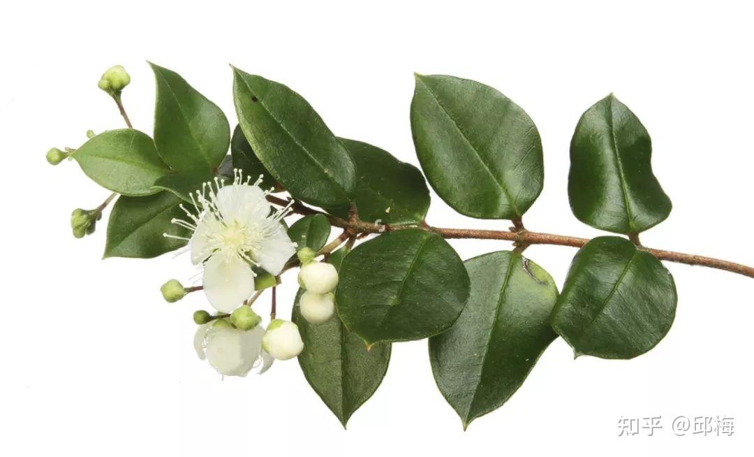 Lemon myrtle leaf extract (2)