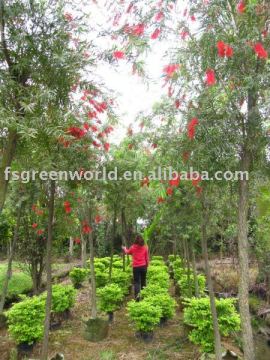 callistemon viminalis outdoor landscaping trees