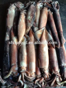 Frozen Squid Todarodes Pacificus
