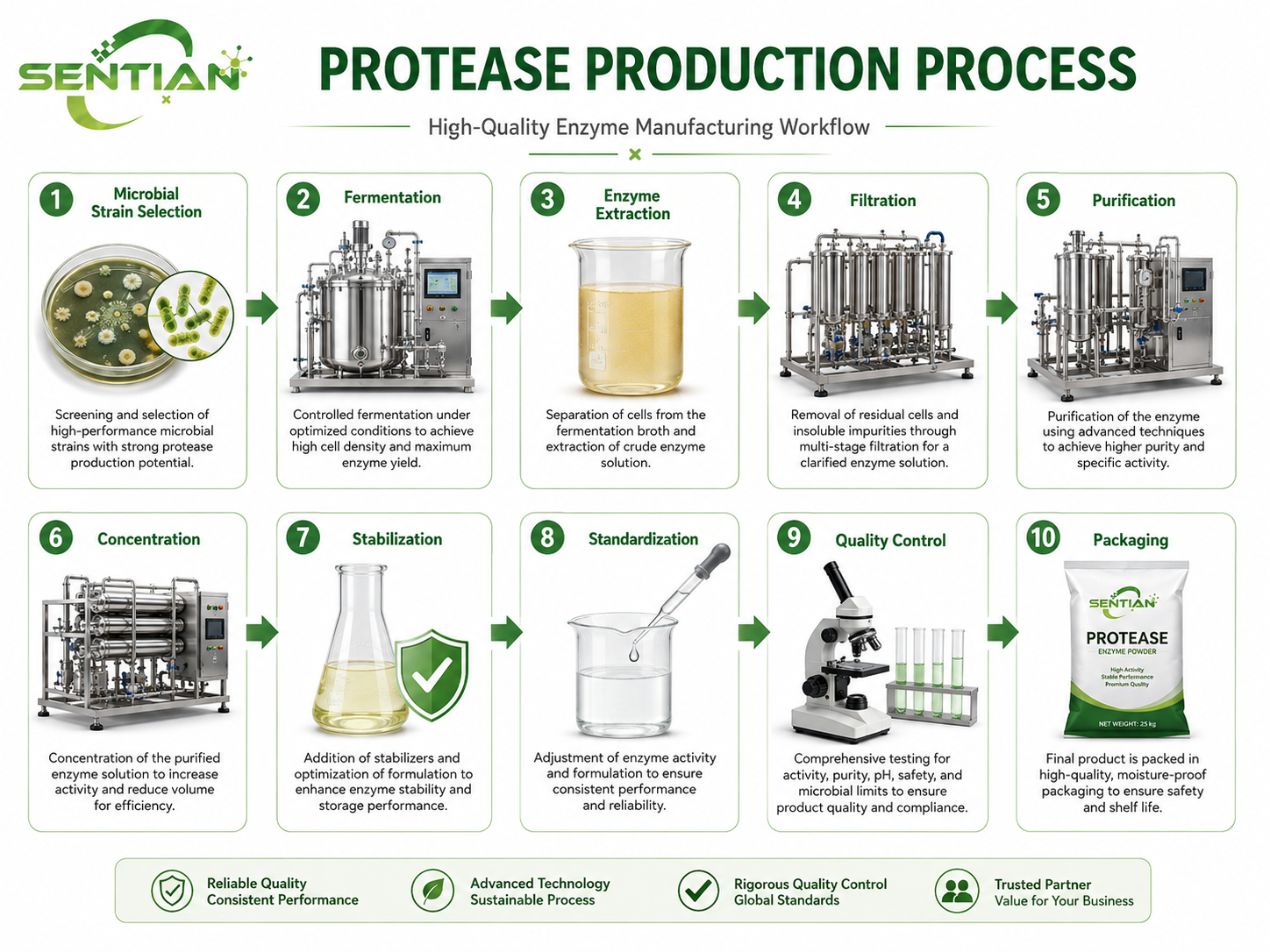 Protease1