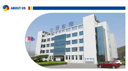 Farm Cultivating Shiitake Mushroom Spawn Log