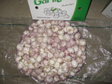 Normal Garlic Fresh Crop 2019