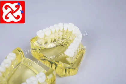 Soft Gum Model Light Color Removable Dental Teeth Demonstration